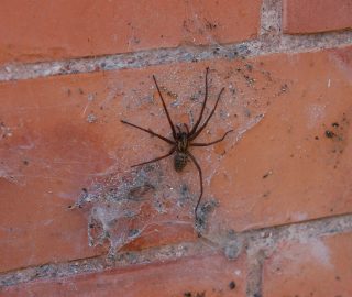 spider-464204_1280