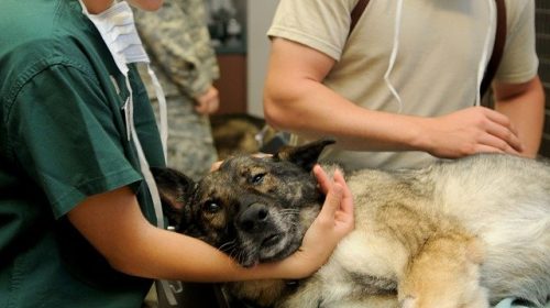 veterinary-g34cf346d0_640